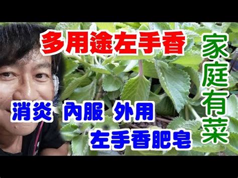 左手香可以放室內嗎|左手香能放室內嗎？探索放置這種香料的最佳方法和注意事項